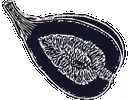 The Salty Fig Logo